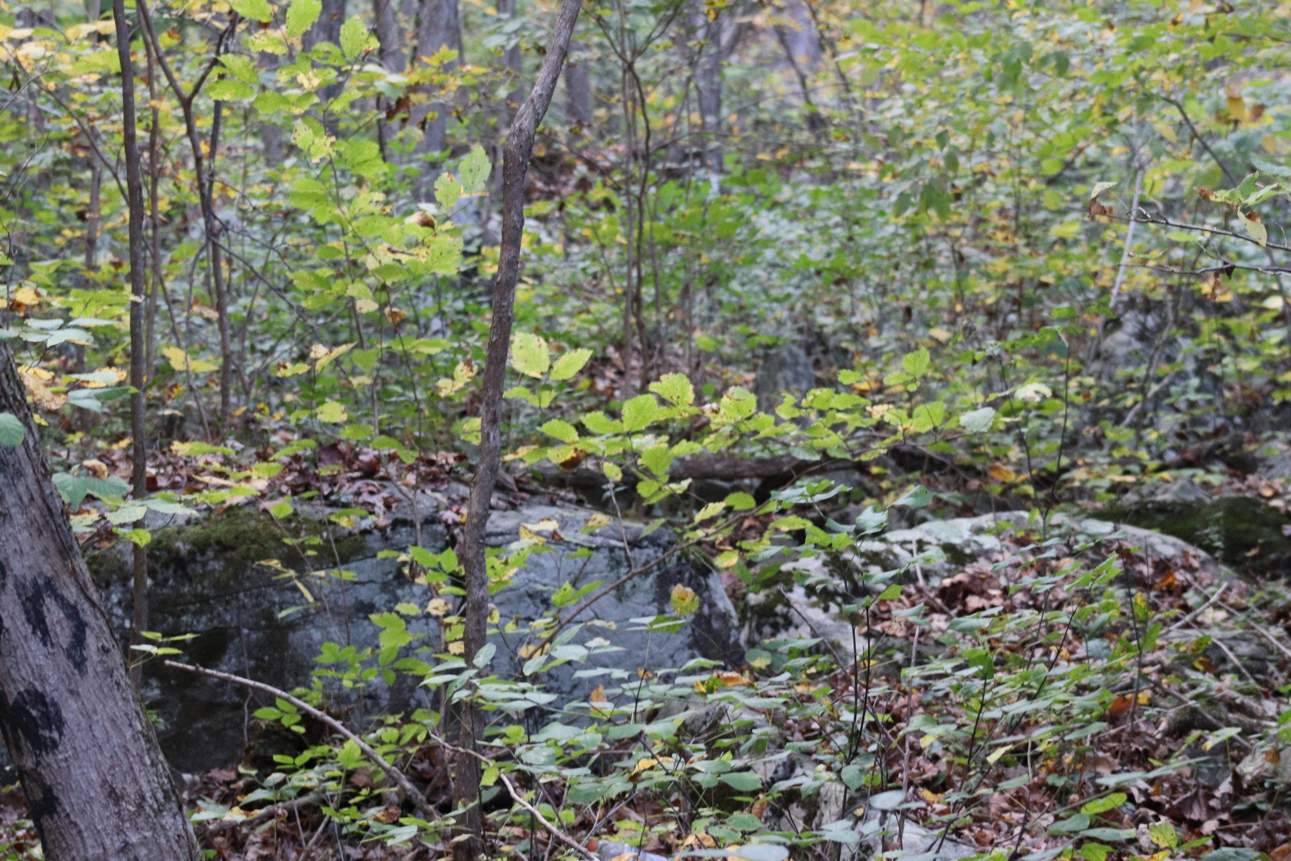 Lush forest scene featuring green and yellow leaves among trees and rocks